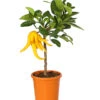 Zitronat-Zitrone 'Buddhas Hand' -Haus Pflanzen Welt 7118763 WE FS 001 CitrusBuddhasHandT20DehnerExpressHerzig