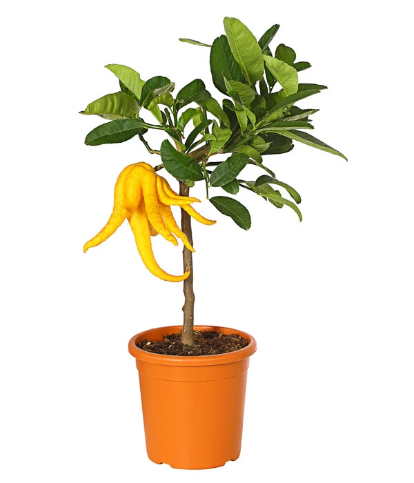 Zitronat-Zitrone 'Buddhas Hand' 3 Zitronat-Zitrone 'Buddhas Hand'