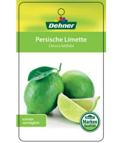 Limette 'Lima Verde' -Haus Pflanzen Welt 7119001 PersischeLimette Etikett 1