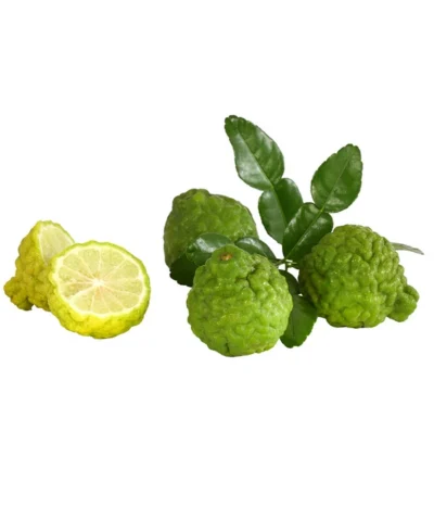 Dehner Gourmet Garten Kaffir-Limette 10 Dehner Gourmet Garten Kaffir-Limette -Haus Pflanzen Welt 7119308 7977820 WE DE 001 KaffirLimette