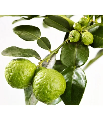 Dehner Gourmet Garten Kaffir-Limette 9 Dehner Gourmet Garten Kaffir-Limette -Haus Pflanzen Welt 7119308 WE DE 001 GGCitrusLimonHystrix