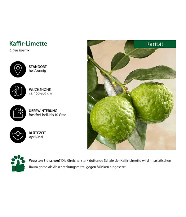 Dehner Gourmet Garten Kaffir-Limette 4 Dehner Gourmet Garten Kaffir-Limette – Bild 2