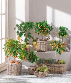 Dehner Gourmet Garten Gewürzlavendel 9 Dehner Gourmet Garten Gewürzlavendel -Haus Pflanzen Welt 7119696 WE MO 001 CitrusGoldsalbei 1