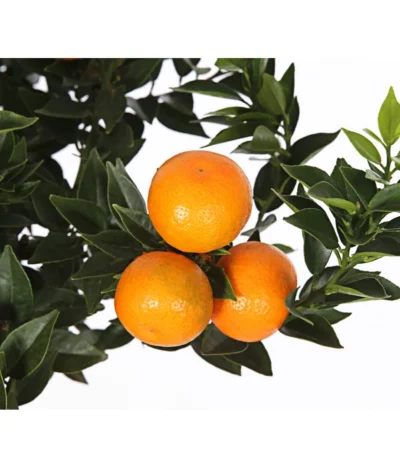 Bitterorange 'Chinotto' -Haus Pflanzen Welt 7119803 WE DE 001 CitrusMyrtifoliaT20DehnerExpressHerzig