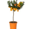 Bitterorange 'Chinotto' -Haus Pflanzen Welt 7119803 WE FS 001 CitrusMyrtifoliaT20DehnerExpressHerzig