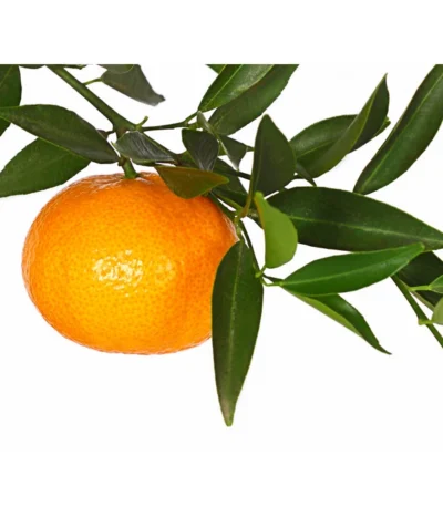 Mandarine -Haus Pflanzen Welt 7120306 WE DE 001 CitrusReticulataT20DehnerExpressHerzig