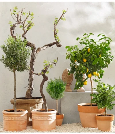 Feige, Dunkel -Haus Pflanzen Welt 7120389 PR MO 001 MediterranGC10retusch 1