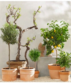 XXL Weinrebenstamm, Ca. 200-220 Cm, Verschiedene Sorten -Haus Pflanzen Welt 7120389 PR MO 001 MediterranGC10retusch