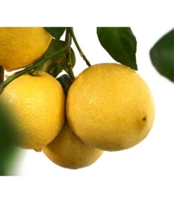 XXL Zitrone, Ca. 155-165 Cm -Haus Pflanzen Welt 7120405 WE DE 003 CitrusLimonZitroneDehnerExpressHerzig