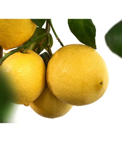 XXL Zitrone, Ca. 155-165 Cm -Haus Pflanzen Welt 7120405 WE DE 003 CitrusLimonZitroneDehnerExpressHerzig