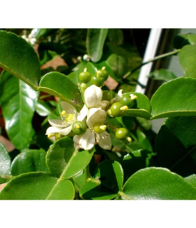 Dehner Gourmet Garten Kaffir-Limette 11 Dehner Gourmet Garten Kaffir-Limette -Haus Pflanzen Welt 7120884 WE DE 002 GGCitrusHystrix Pixabay