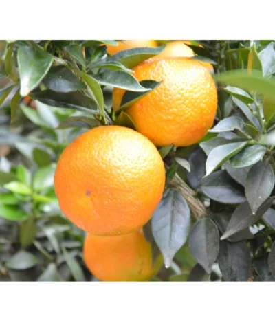 Calamondin-Orange -Haus Pflanzen Welt 7120892 PR MO 001 CalamondinBoerseGruen2016