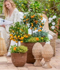 Dehner Gourmet Garten Goldsalbei -Haus Pflanzen Welt 7120934 WE MO 001 MediterranerFruehlingPalmenCitrus 1