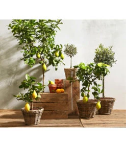 Olive, Stämmchen -Haus Pflanzen Welt 7120942 7119068 7118326 7297088 7296874 WE MO 001 ZitronenbaumCitrusLimonStammOliveOleaEuropaea