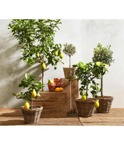 Olive, Stämmchen -Haus Pflanzen Welt 7120942 7119068 7118326 7297088 7296874 WE MO 001 ZitronenbaumCitrusLimonStammOliveOleaEuropaea