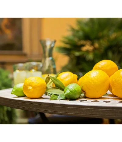 XXL Zitrone, Ca. 155-165 Cm -Haus Pflanzen Welt 7120942 PR MO 012 CitrusLimonZitroneMediterran Brunnen