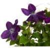Waldrebe - Clematis -Haus Pflanzen Welt 7122872 PR FS 001 ClematisBlauBogenWaldrebe3LDehnerExpressZS