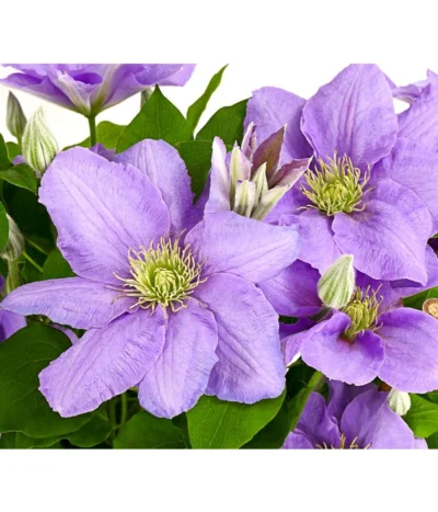 Waldrebe - Clematis, Blau, Rankhilfe