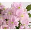 Berg-Waldrebe - Clematis 'Fragrant Spring' -Haus Pflanzen Welt 7125107 WE DE 001 ClematisMontanaFragSpringWaldreben3LDehnerExpressHerzig