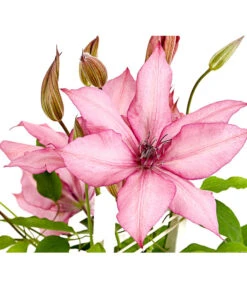Waldrebe - Clematis, Spalier -Haus Pflanzen Welt 7125156 WE DE 001 ClematisGestreifteSorteWaldrebe2LDehnerExpressHerzig