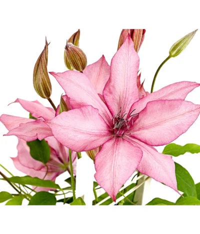 Waldrebe - Clematis, Spalier 8 Waldrebe - Clematis, Spalier -Haus Pflanzen Welt 7125156 WE DE 001 ClematisGestreifteSorteWaldrebe2LDehnerExpressHerzig