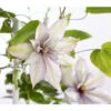 Waldrebe - Clematis, Spalier