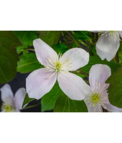 Anemonen-Waldrebe - Clematis -Haus Pflanzen Welt 7125636 WE DE 001 ClematisMontanaBergWaldrebe2L