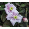 Anemonen-Waldrebe - Clematis 2 Anemonen-Waldrebe - Clematis -Haus Pflanzen Welt 7125636 WE DE 001 ClematisMontanaWaldrebe