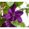 Waldrebe - Clematis, Blau, Bogen 2 Waldrebe - Clematis, Blau, Bogen -Haus Pflanzen Welt 7127350 WE DE 001 ClematisBlauBogenWaldrebe3LDehnerExpressZS