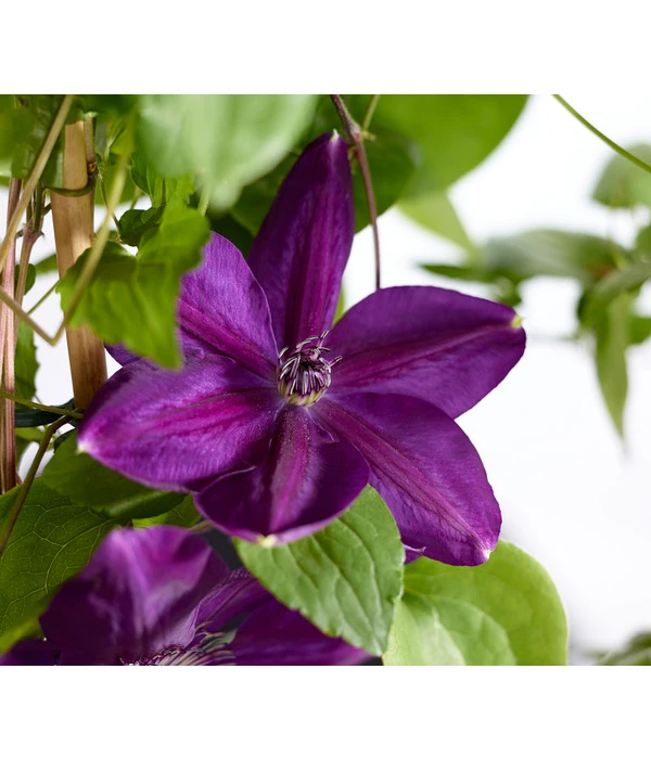 Waldrebe - Clematis, Blau, Bogen 3 Waldrebe - Clematis, Blau, Bogen