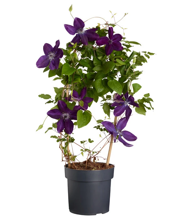 Waldrebe - Clematis, Blau, Bogen 4 Waldrebe - Clematis, Blau, Bogen – Bild 2