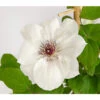 Waldrebe - Clematis, Weiß, Rankhilfe 1 Waldrebe - Clematis, Weiß, Rankhilfe -Haus Pflanzen Welt 7129026 WE DE 001 ClematisWeissWaldreben16CDehnerExpressHerzig