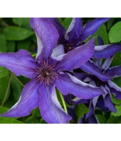 Waldrebe - Clematis, Rankhilfe 11 Waldrebe - Clematis, Rankhilfe -Haus Pflanzen Welt 7129034 PR DE 001 ClematisWaldrebeBlauPrivatgartenLucknerMai2017