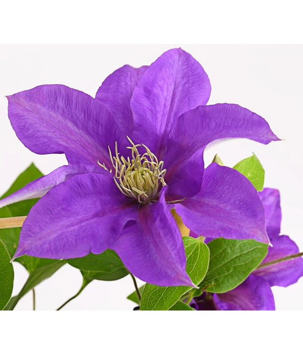Waldrebe - Clematis, Rankhilfe 3 Waldrebe - Clematis, Rankhilfe