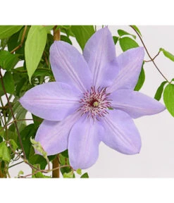 Waldrebe - Clematis, Rankhilfe 9 Waldrebe - Clematis, Rankhilfe -Haus Pflanzen Welt 7129034 WE DE 002 ClematisBlauPurpurWaldreben16CDehnerExpressHerzig