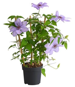 Waldrebe - Clematis, Rankhilfe 10 Waldrebe - Clematis, Rankhilfe -Haus Pflanzen Welt 7129034 WE FS 002 ClematisBlauPurpurWaldreben16CDehnerExpressHerzig