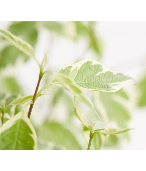 Weißbunter Hartriegel 'Argenteomarginata' 5 Weißbunter Hartriegel 'Argenteomarginata' – Bild 3