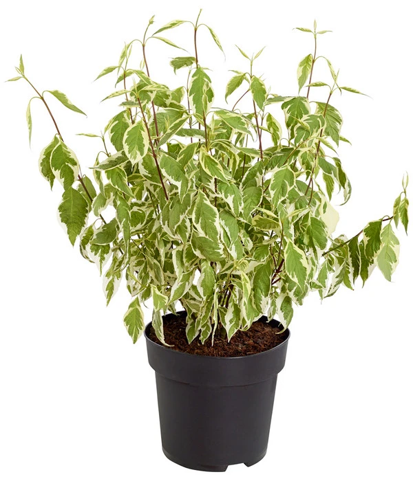 Weißbunter Hartriegel 'Argenteomarginata' 4 Weißbunter Hartriegel 'Argenteomarginata' – Bild 2