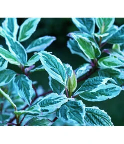 Weißbunter Hartriegel 'Argenteomarginata'