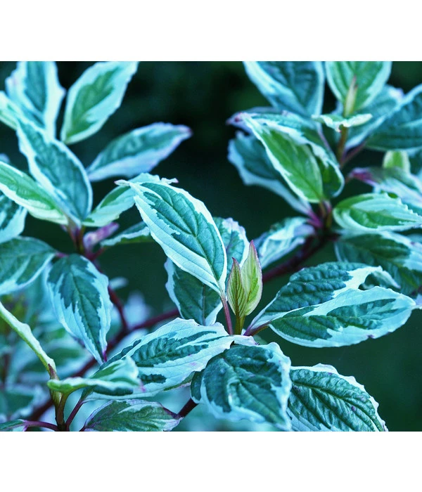 Weißbunter Hartriegel 'Argenteomarginata' 3 Weißbunter Hartriegel 'Argenteomarginata'