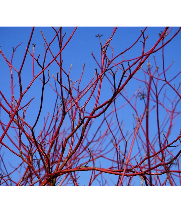 Rotholziger Hartriegel 'Sibirica' 2 Rotholziger Hartriegel 'Sibirica'