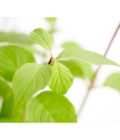 Rotholziger Hartriegel 'Sibirica' 13 Rotholziger Hartriegel 'Sibirica' -Haus Pflanzen Welt 7130990 WE DE 001 CornusAlbaSibiricaHartriegel5LDehnerExpressZS