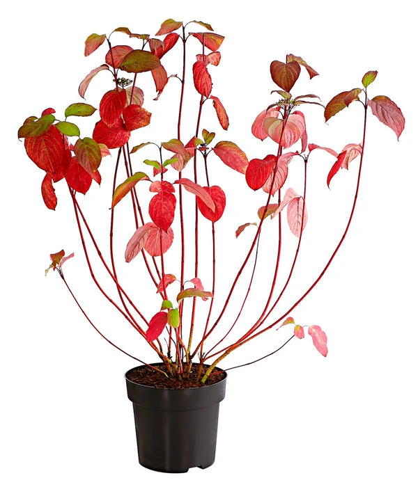 Rotholziger Hartriegel 'Sibirica' 4 Rotholziger Hartriegel 'Sibirica' – Bild 3