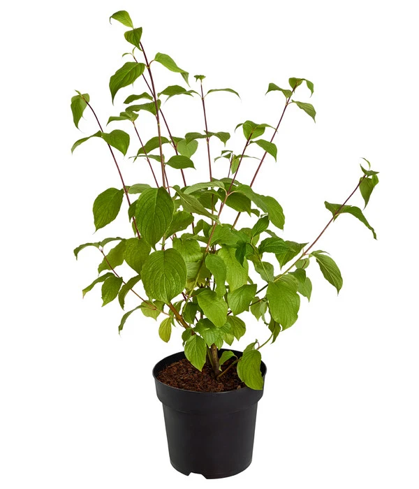 Rotholziger Hartriegel 'Sibirica' 3 Rotholziger Hartriegel 'Sibirica' – Bild 2