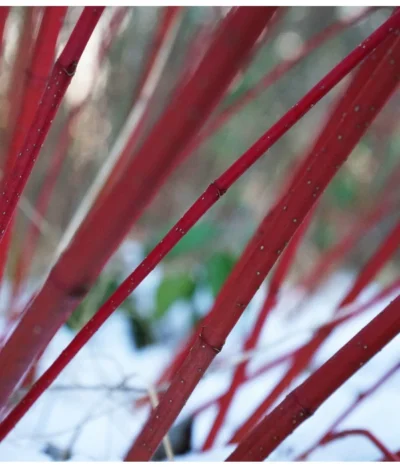 Rotholziger Hartriegel 'Sibirica' 11 Rotholziger Hartriegel 'Sibirica' -Haus Pflanzen Welt 7131006 WE MO 001 HartriegelCornusAlbaSibiricaPixabay