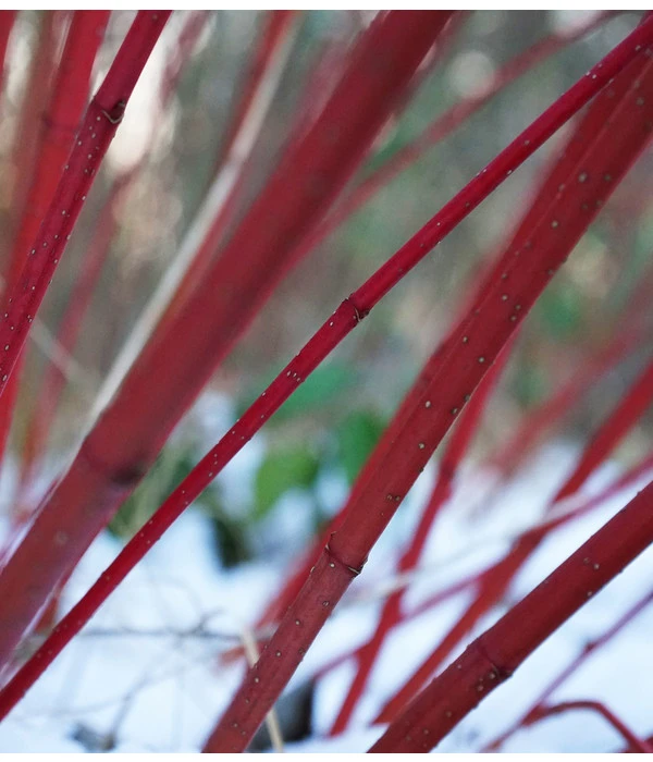 Rotholziger Hartriegel 'Sibirica' 5 Rotholziger Hartriegel 'Sibirica' – Bild 4