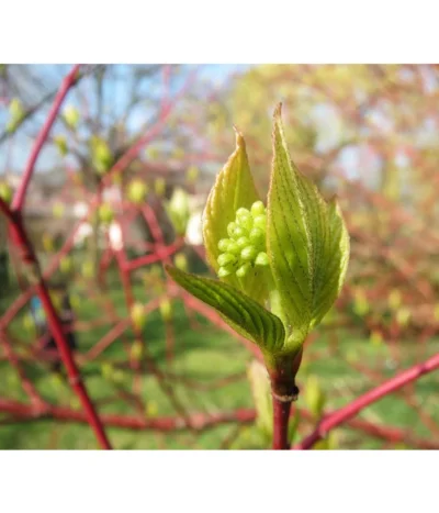 Rotholziger Hartriegel 'Sibirica' 12 Rotholziger Hartriegel 'Sibirica' -Haus Pflanzen Welt 7131006 WE MO 002 HartriegelCornusAlbaSibiricaPixabay