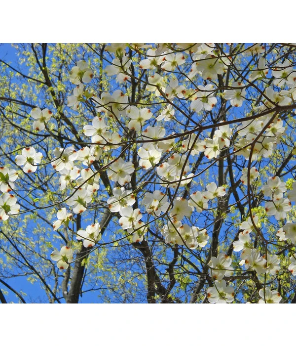 Blumen-Hartriegel 3 Blumen-Hartriegel