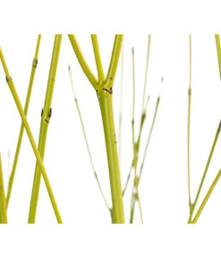 Gelbholz-Hartriegel 'Flaviramea' -Haus Pflanzen Welt 7136815 WE DE 001 CornusStoloniferaFlavirameaGelbholzHartriegel