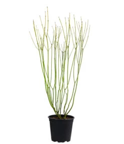 Gelbholz-Hartriegel 'Flaviramea' -Haus Pflanzen Welt 7136815 WE FS 003 CornusStoloniferaFlavirameaGelbholzHartriegel